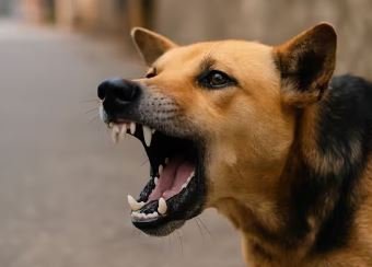 ਚੰਡੀਗੜ੍ਹ 'ਚ ਇਨ੍ਹਾਂ ਨਸਲ ਦੇ ਕੁੱਤਿਆਂ 'ਤੇ ਲੱਗਿਆ ਬੈਨ, ਜਾਰੀ ਹੋ ਗਏ ਸਖ਼ਤ ਫੁਰਮਾਨ